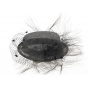 Babette black