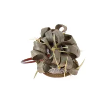 marine - garniture de cheveux Reference : 1054 | Chapellerie Traclet