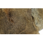 Syberia rabbit chapka
